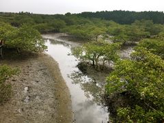 -北海金海湾红树林生态旅游区