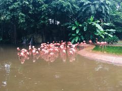 -新加坡飞禽公园