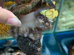 -港畔赶海蒸汽海鲜烧烤自助(仙螺岛店)