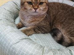 -Heymao猫咖.咖啡厅(东门店)