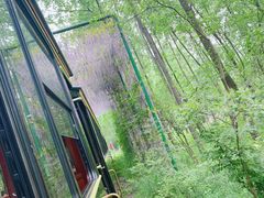 -合肥滨湖国家森林公园