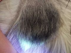 -芭比堂动物医院·犬猫全科·异宠专科(雁塔分院)