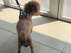 -宠福鑫康馨动物医院·骨科·眼科