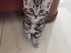 -佑安动物医院·全科·内窥镜中心(幸福巷店)