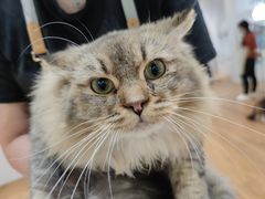 -COLOR PETS 撸猫馆·购猫·猫咖(长风大悦城店)