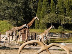 -大连森林动物园