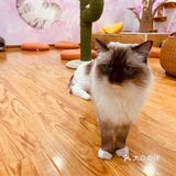 撸猫一时爽，一直撸猫一直爽！