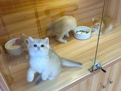 -猫十亿·布偶金渐层·曼基康矮脚猫舍(青年路店)