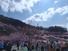 -灵光寺
