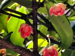 -东山雕花楼