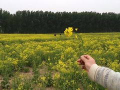 -天津武清北运河郊野公园房车露营地