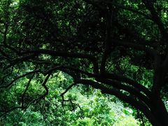 -火炉山森林公园