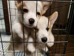 -艾贝尔宠物医院 ·内科全科(梁溪路店)