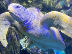 -太平洋海底世界