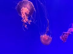 -海合安武汉极地海洋公园