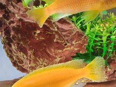 -双季花艺园艺市场(浦东店)