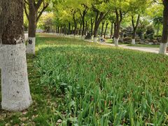 -上海鲜花港
