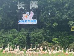 -广州长隆飞鸟乐园