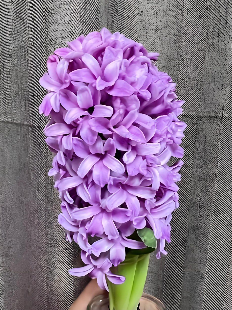 紫色风信子,寓意:宽容与希望/幸福与希望