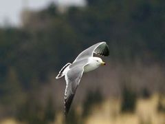 -烟墩角天鹅湖