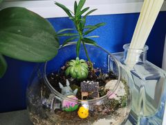 -探鱼·鲜青椒爽麻烤鱼(广州花都来又来店)