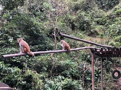 -西双版纳原始森林公园