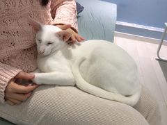 -喵的天空名猫咖啡馆·撸猫·猫舍·用品