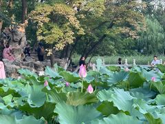 -莲湖公园
