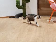 -1013 PET SHOP精品宠物商店(丁香店)