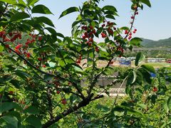 -北宅大永樱桃采摘基地(崂山总部)