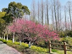 -上海海湾国家森林公园