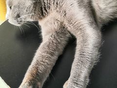 -喵屿·大理花园猫咖