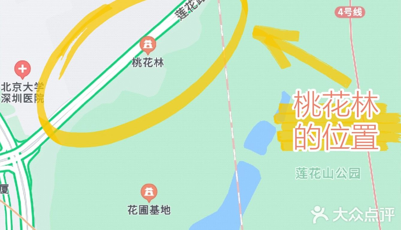 深圳人的后花园|暖暖的春风迎面桃花朵朵开