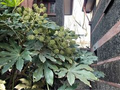 -上海孙中山故居纪念馆