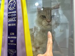 -青奢宠物·青奢猫舍