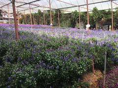 -金马仑薰衣草花园(Cameron Lavender)