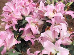 -松山湖梦幻百花洲