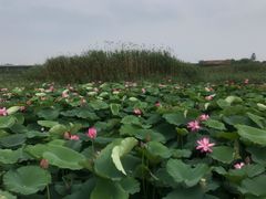 -荷塘月色湿地公园·向阳花洲