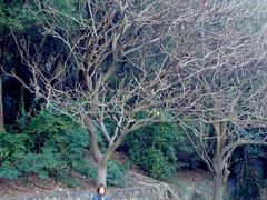android_upload_pic-南沙天后宫景区
