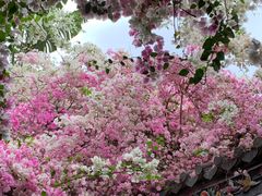 -深圳国际园林花卉博览园