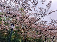 -鸡鸣寺