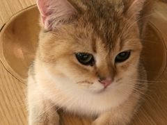 -猫和宫(六道口店)