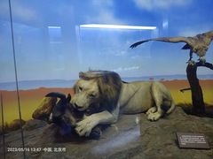 -国家自然博物馆