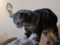 -猫爪屋猫咖(乐汇城店)