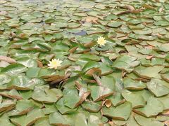 -新江湾城公园