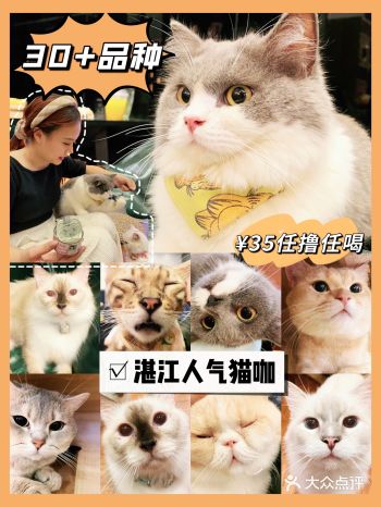 针不戳大型撸猫现场！湛江30+猫任撸任喝