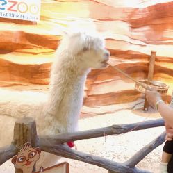 -酷嗒动物文化乐园(cutezoo西溪乐天城店)