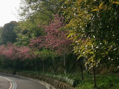 -杭州半山国家森林公园