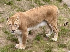 -西霞口神雕山野生动物世界