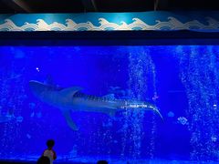 -烟台海昌鲸鲨海洋公园